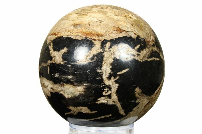 Petrified Wood (Tropical Hardwood) Sphere - Indonesia #266109